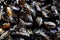 Photos of grouped mussels, molluscs from the Mediterranean filter the sea and loved as food.