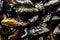 Photos of grouped mussels, molluscs from the Mediterranean filter the sea and loved as food.