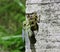 Photos of insects moulting on rocks