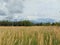 Photos with landscape background summer Sunny day with dry Golden grass and dense thickets of bushes of wild sea buckthorn