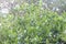 Photos of mangrove leaves in a swamp