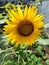 photos and pictures of growing sunflowers plants
