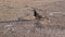 Photos of pigeons looking for food among the garbage in the form of fragments of glass bottles and human waste. Ecological