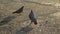 Photos of pigeons looking for food among the garbage in the form of fragments of glass bottles and human waste. Ecological