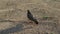 Photos of pigeons looking for food among the garbage in the form of fragments of glass bottles and human waste. Ecological