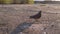 Photos of pigeons looking for food among the garbage in the form of fragments of glass bottles and human waste. Ecological