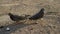 Photos of pigeons looking for food among the garbage in the form of fragments of glass bottles and human waste. Ecological