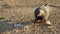 Photos of pigeons looking for food among the garbage in the form of fragments of glass bottles and human waste. Ecological