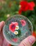 Photos of poppies and daisies through a crystal ball