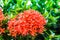 Photos red Ixora flowers