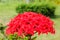 Photos red Ixora flowers