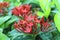 Photos red Ixora flowers in the garden