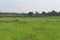 photos of rice fields