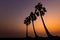 Photos Silhouette of sugar palm