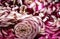 Photos of vegetables, Treviso red radicchio cut into small pieces to be fried to create exquisite dishes.