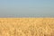 Photos wheat field and sky in the shape and color of Ukrainian flag