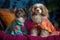 photoshoot featuring cat and dog models in colorful outfits made by felines and canines