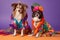 photoshoot featuring cat and dog models in colorful outfits made by felines and canines