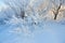 Photoshot of bush branches, covered with fluffy hoarfrost.