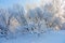 Photoshot of bush branches, covered with fluffy hoarfrost.