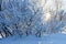 Photoshot of bush branches, covered with fluffy hoarfrost.