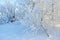 Photoshot of bush branches, covered with fluffy hoarfrost.