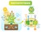 Photosynthesis biological vector illustration diagram with plan cell scheme.