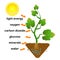 Photosynthesis diagram. Process of plant produce oxygen.