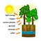 Photosynthesis diagram. Process of plant produce oxygen.
