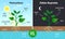 Photosynthesis Educational Posters Set