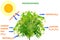 Photosynthesis in plant concept