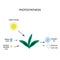 Photosynthesis. The plant is in the sun. Water, carbon ha, oxygen, glucose. Infographics. Vector illustration on isolated
