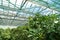 Photosynthesis in plants. Green plants grows in hothouse. Sun shines on plants