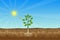 Photosynthesis process with green tree and shiny sun and hard soil vector. A tree gets nutrition from the sun and soil. A green