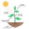 Photosynthesis process illustration