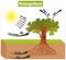 Photosynthesis Process in Plant Diagram