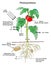 Photosynthesis process in plant infographic diagram