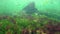 Photosynthesis in the sea, A diver touches oxygen bubbles synthesized by algae. Green and red  algae on underwater rocks