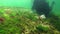 Photosynthesis in the sea, A diver touches oxygen bubbles synthesized by algae. Green and red  algae on underwater rocks