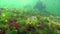 Photosynthesis in the sea, A diver touches oxygen bubbles synthesized by algae. Green and red  algae on underwater rocks