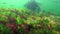 Photosynthesis in the sea, A diver touches oxygen bubbles synthesized by algae. Green and red  algae on underwater rocks