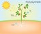 Photosynthesis vector diagram