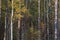 Photot of the forest trees and bushes. Birches and poplars in the autumn forest