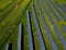 photovoltaic power plant in a rapeseed field. chemical technology