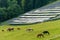 Photovoltaic solar park, alpine meadow, pasture and grazing horses with alpine mountains in the background