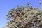 Phragmanthera cornetii bush growing in an acacia tree in Africa.