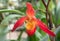 Phragmipedium Acker`s Dragon flower red