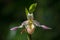 Phragmipedium caricinum orchid