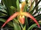 Phragmipedium longifolium x Phrag. orchid or Orchidee