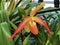 Phragmipedium longifolium x Phrag. orchid or Orchidee